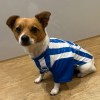 BHAFC Pet Shirt